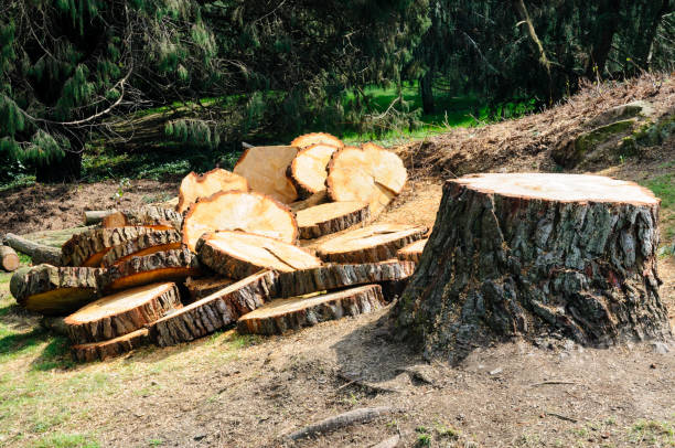 How Our Tree Care Process Works  in  Mogul, NV